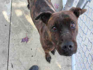 American Pit Bull Terrier-Unknown Mix Dogs for adoption in Bowling Green, OH, USA