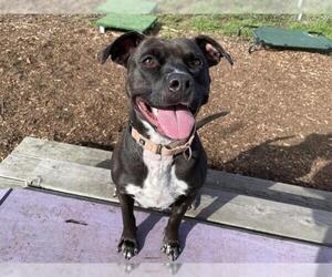 Mutt Dogs for adoption in McKinleyville, CA, USA