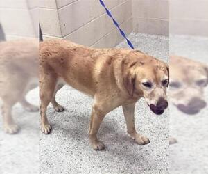 Golden Retriever Dogs for adoption in Conroe, TX, USA
