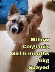 Small Pembroke Welsh Corgi Mix