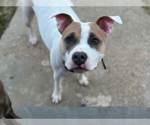 American Pit Bull Terrier-Unknown Mix Dogs for adoption in Bethesda, MD, USA