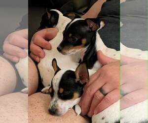 Chihuahua Dogs for adoption in Mechanicsburg, PA, USA