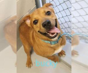 American Bulldog Dogs for adoption in Augusta, GA, USA