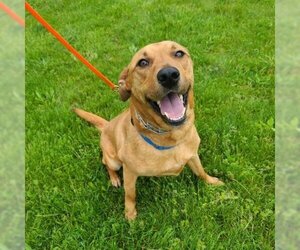 Golden Retriever Dogs for adoption in Easton, PA, USA