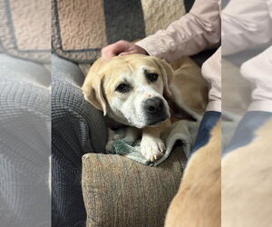 Labrador Retriever-Unknown Mix Dogs for adoption in Brewster, NY, USA
