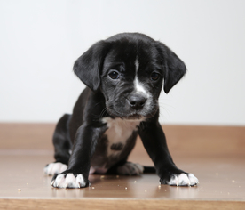 Small Boston Terrier-Labrador Retriever Mix