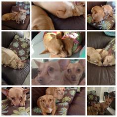 Medium Photo #1 Chihuahua Puppy For Sale in Tenafly, NJ, USA