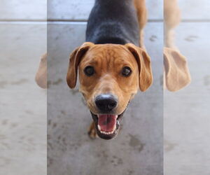 Labrador Retriever-Unknown Mix Dogs for adoption in El Centro, CA, USA