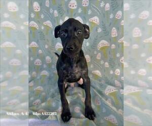 Doberman Pinscher-Unknown Mix Dogs for adoption in Conroe, TX, USA