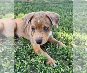 Sheprador Dogs for adoption in Omaha, NE, USA