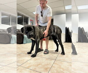 Mastiff Dogs for adoption in Goodyear, AZ, USA