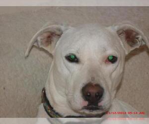 American Bulldog-Labrador Retriever Mix Dogs for adoption in Crossville, AL, USA