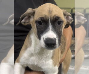 Mutt Dogs for adoption in Royal Palm Beach, FL, USA