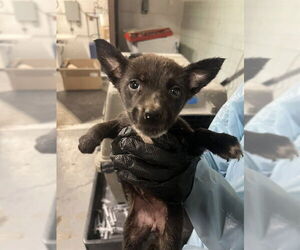 Mutt Dogs for adoption in Stockton, CA, USA