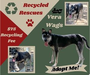 Mutt Dogs for adoption in Lindsay, CA, USA