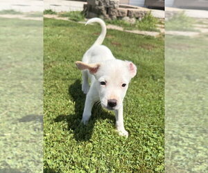 Labbe Dogs for adoption in Aurora, IN, USA