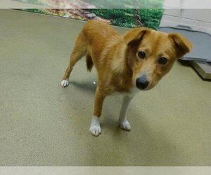 Basenji-Unknown Mix Dogs for adoption in Moreno Valley, CA, USA