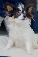 Pomeranian Dogs for adoption in Lafayette, LA, USA