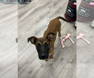 Labrador Retriever-Unknown Mix Dogs for adoption in Cliffwood, NJ, USA