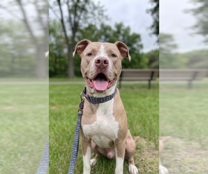 Mutt Dogs for adoption in Derwood, MD, USA