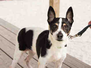 Rat Terrier Dogs for adoption in Maumee, OH, USA