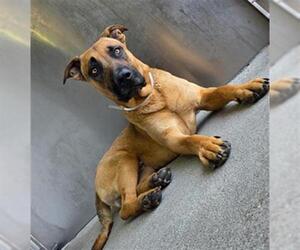 Labrador Retriever Dogs for adoption in Downey, CA, USA