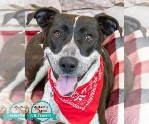 Lab-Pointer Dogs for adoption in Kennesaw, GA, USA