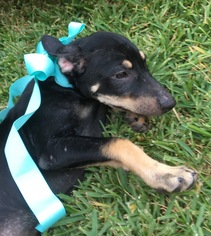 Medium Photo #1 Australian Shepherd Puppy For Sale in Dallas, TX, USA