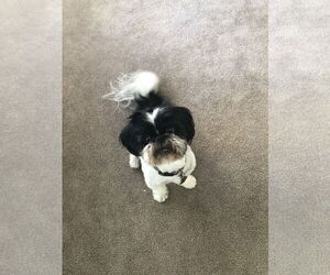 Shih Tzu-Unknown Mix Dogs for adoption in Aurora, CO, USA