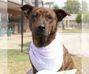 Labrador Retriever Dogs for adoption in San Antonio, TX, USA
