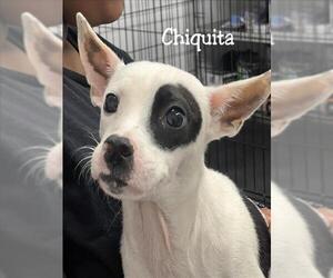 Chihuahua Dogs for adoption in Augusta, GA, USA