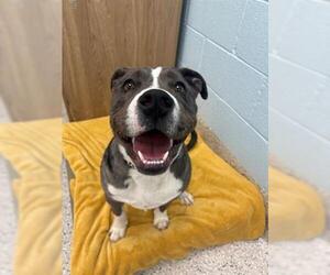 American Pit Bull Terrier-Unknown Mix Dogs for adoption in Brighton, CO, USA