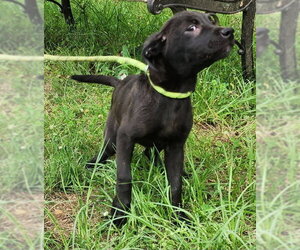 Catahoula Leopard Dog-Labrador Retriever Mix Dogs for adoption in Wetumpka, AL, USA