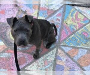 American Pit Bull Terrier Dogs for adoption in Philadelphia, PA, USA