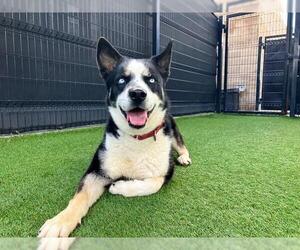 Siberian Husky-Unknown Mix Dogs for adoption in Orange, CA, USA