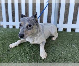 Australian Cattle Dog Dogs for adoption in Modesto, CA, USA