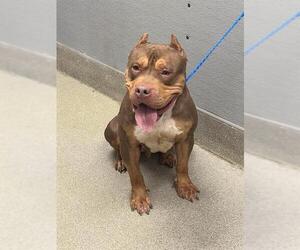 American Pit Bull Terrier-Unknown Mix Dogs for adoption in Las Vegas, NV, USA