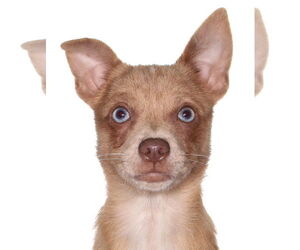 Pomeranian Dogs for adoption in Oakland Park, FL, USA