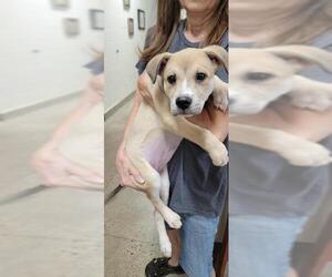 American Pit Bull Terrier-Labrador Retriever Mix Dogs for adoption in Jackson, CA, USA