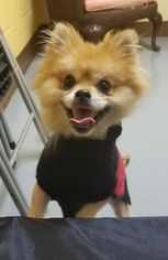 Pomeranian Dogs for adoption in Perth Amboy, NJ, USA
