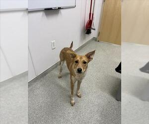 Carolina Dog-Unknown Mix Dogs for adoption in Fort Collins, CO, USA