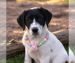 Borador Dogs for adoption in Yardley, PA, USA