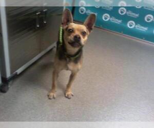 French Bullhuahua Dogs for adoption in Las Vegas, NV, USA