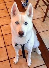 Siberian Husky Dogs for adoption in Canton, CT, USA