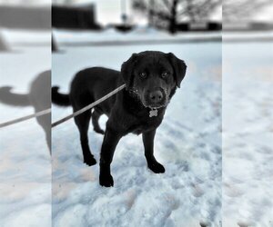 Labrador Retriever-Unknown Mix Dogs for adoption in Maple Grove, MN, USA