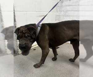 Chinese Shar-Pei Dogs for adoption in San Bernardino, CA, USA