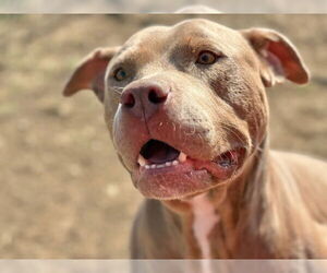 Mutt Dogs for adoption in Tulsa, OK, USA