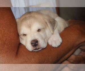 Siberian Husky Dogs for adoption in Holly Springs, NC, USA