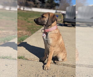 Labrador Retriever-Unknown Mix Dogs for adoption in Oakhurst, NJ, USA