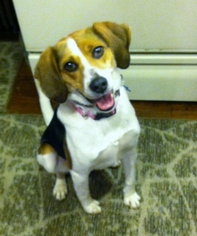 Beagle Dogs for adoption in Monkton, MD, USA
